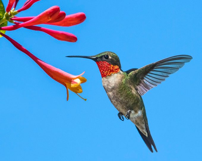 ruby throated hummingbird