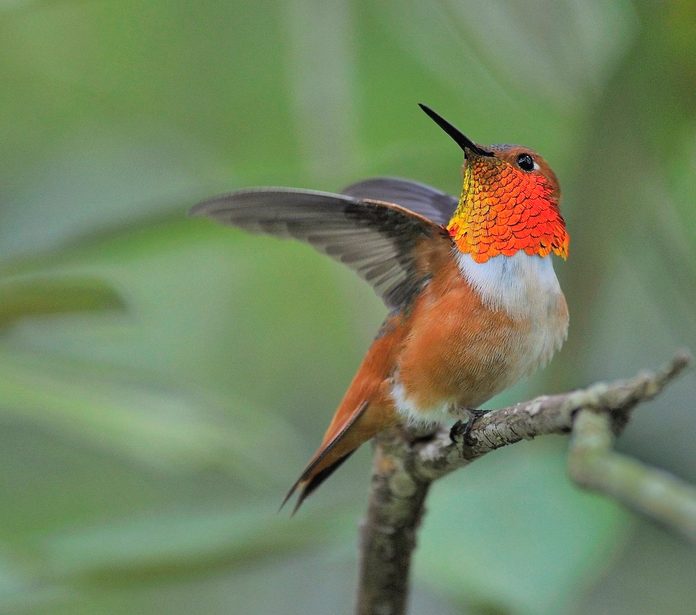 male allen's hummingbird
