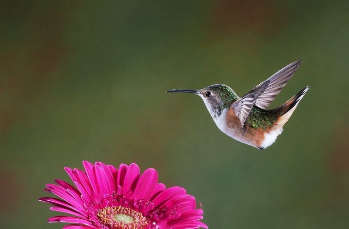 female allen's hummingbird, hummingbird eyes