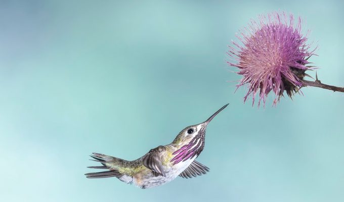 calliope hummingbird