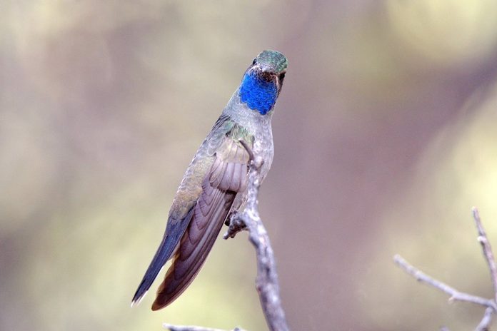 blue throated hummingbird