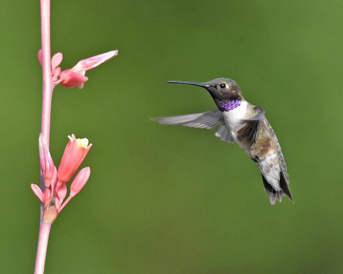 black-chinned hummingbird