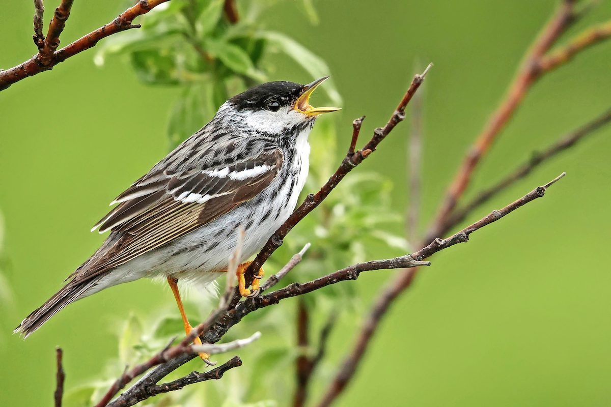 Blackpoll Warbler (dendroica Striata)