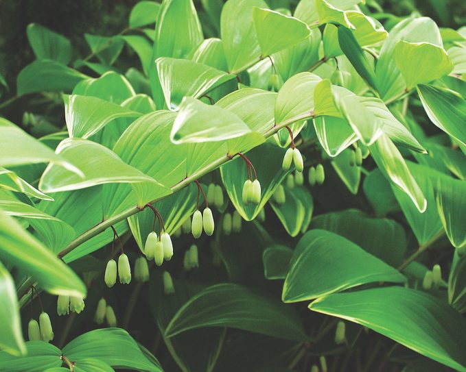 solomon's seal