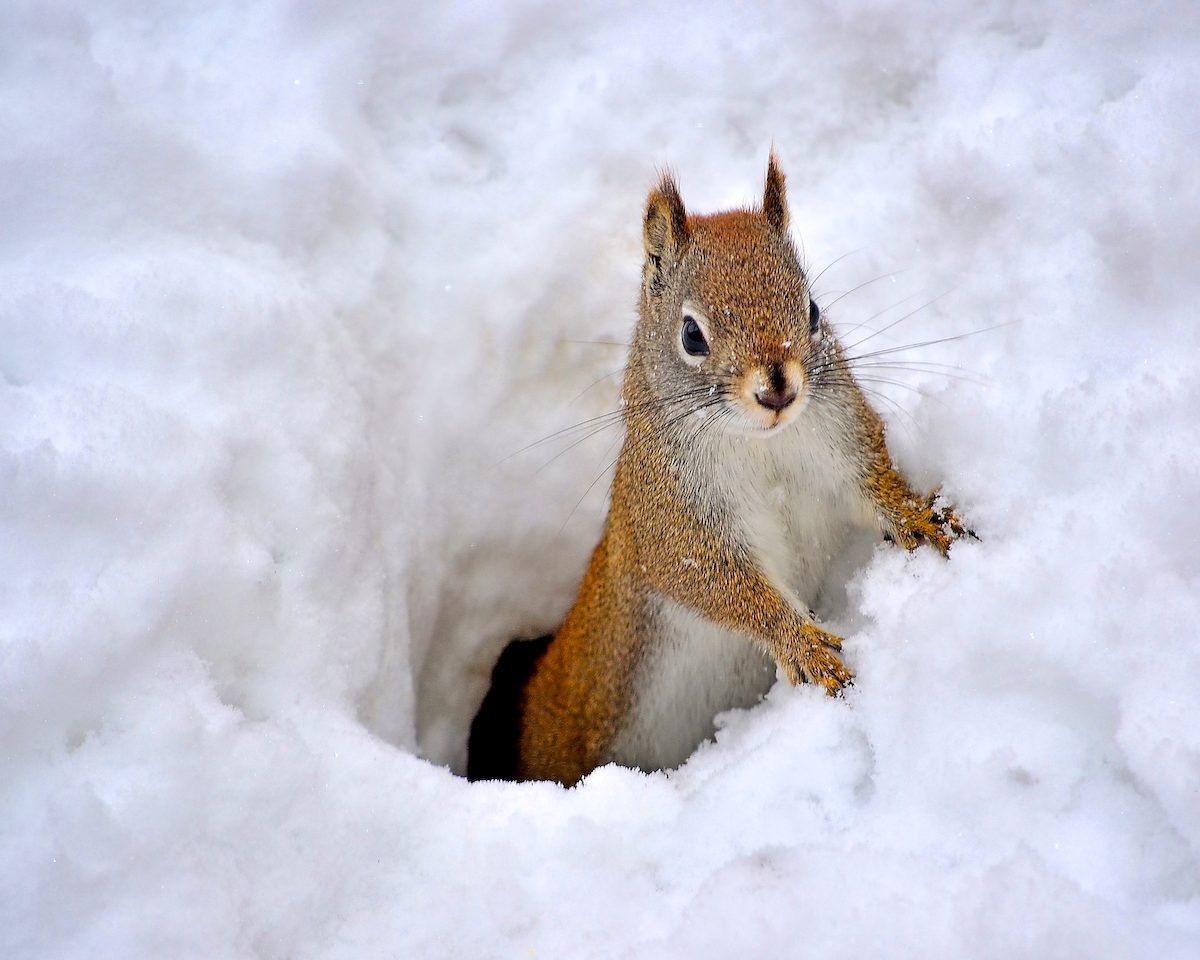 funny squirrel pictures