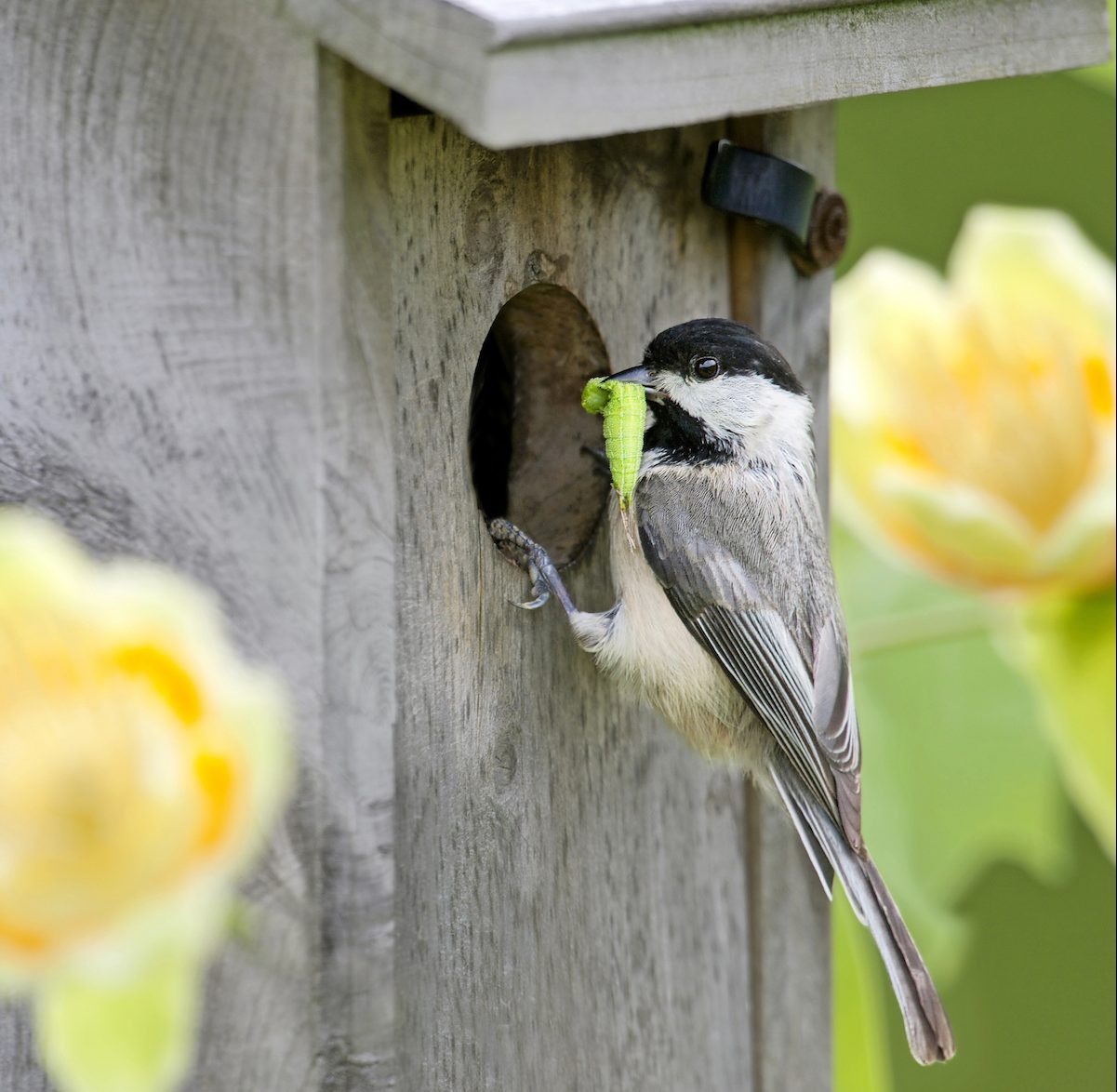 Carolina chickadee at nest box
