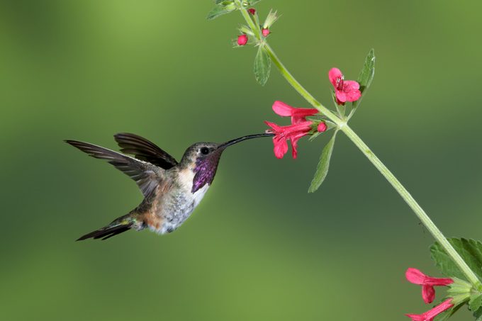 Lucifer Hummingbird (Calothorax lucifer)