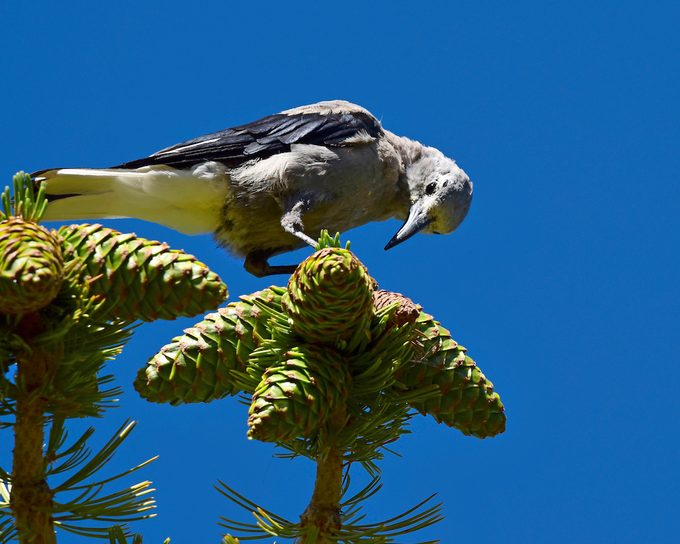 Clark's Nutcracker at great basin national park