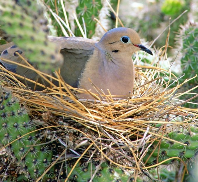 Mourning Dove (zenaida Macroura) Incubating Its Eggs