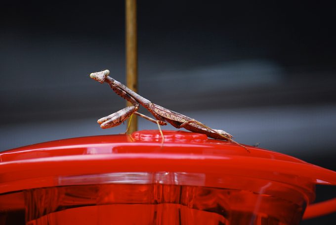 praying mantis on hummingbird feeder