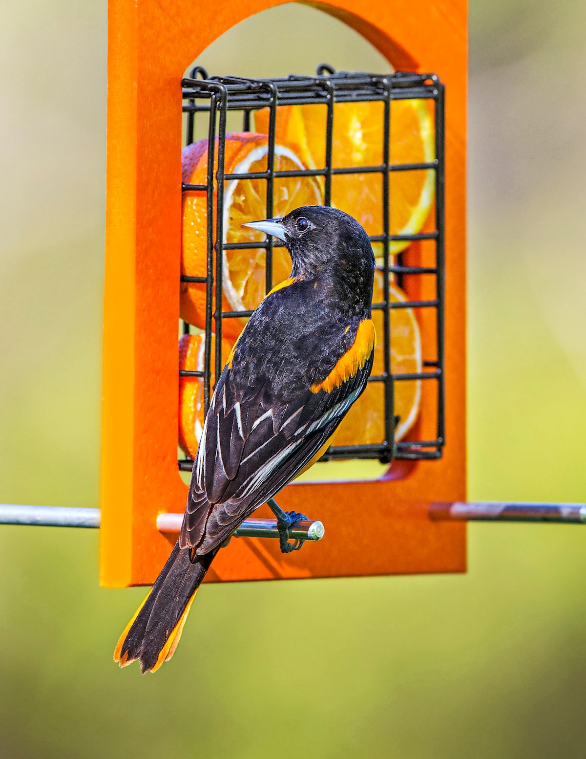 Baltimore oriole at orange feeder