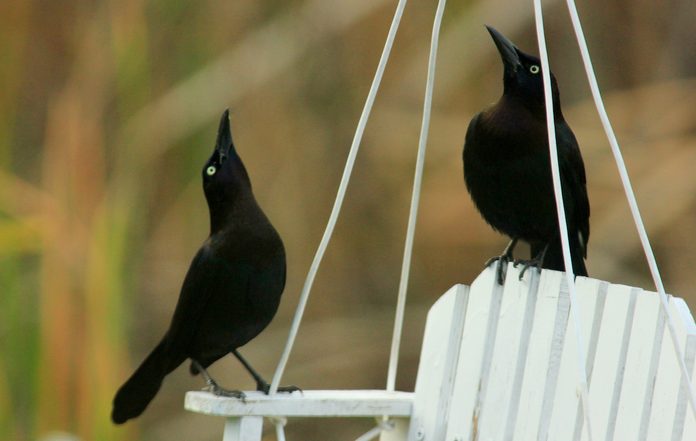 brewer's blackbirds