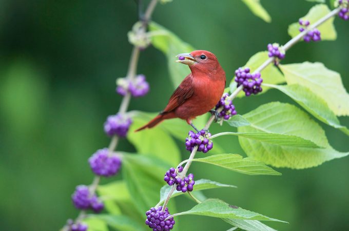 how to attract birds