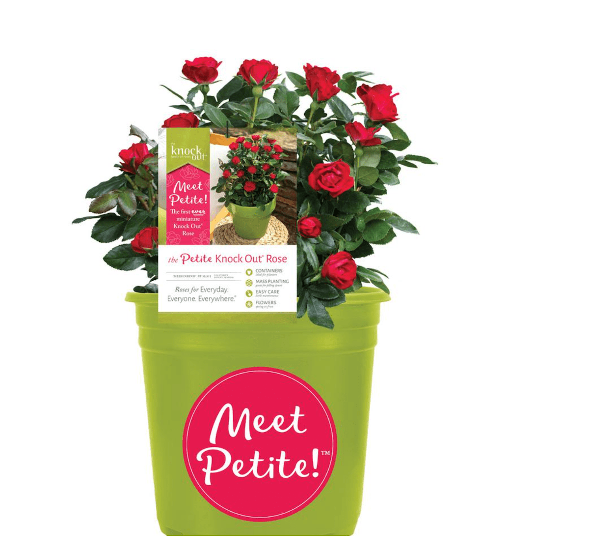 petite knockout rose