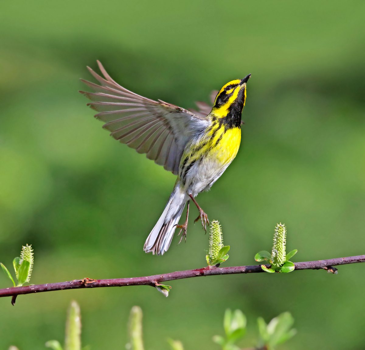 warblers, Townsendswarbler10bb 061717hr