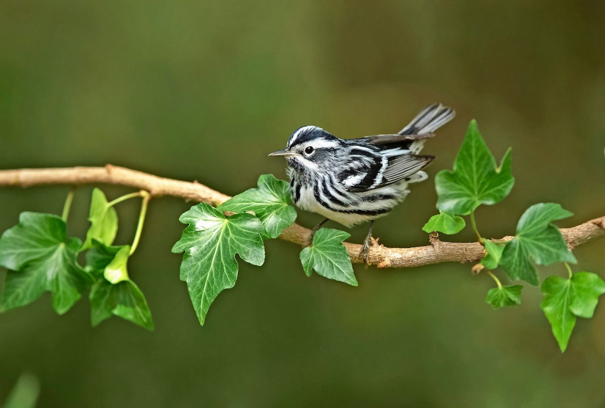 Black And White Warbler, Mniotilta Varia
