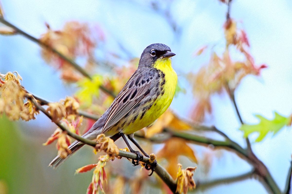 warblers, Wrblrkrtlnds Male Oak D 26573k