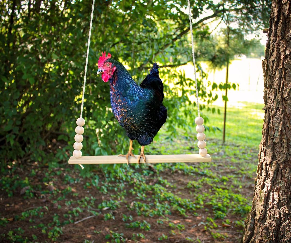 chicken swing