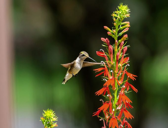 cardinal flower