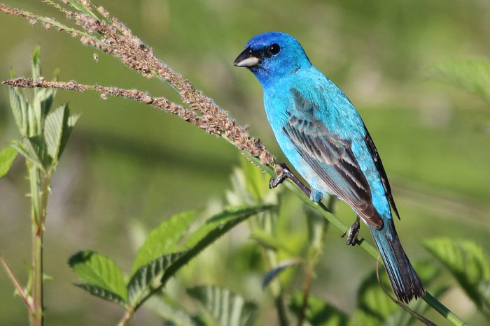 indigo bunting