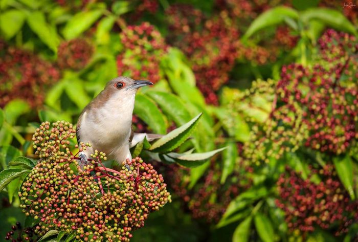 Black-billed cuckoo on elderberry plant