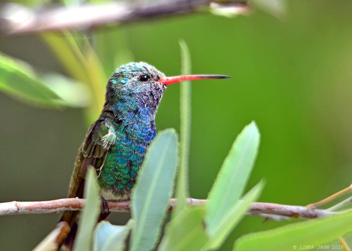 Male broad-billed hummingbird