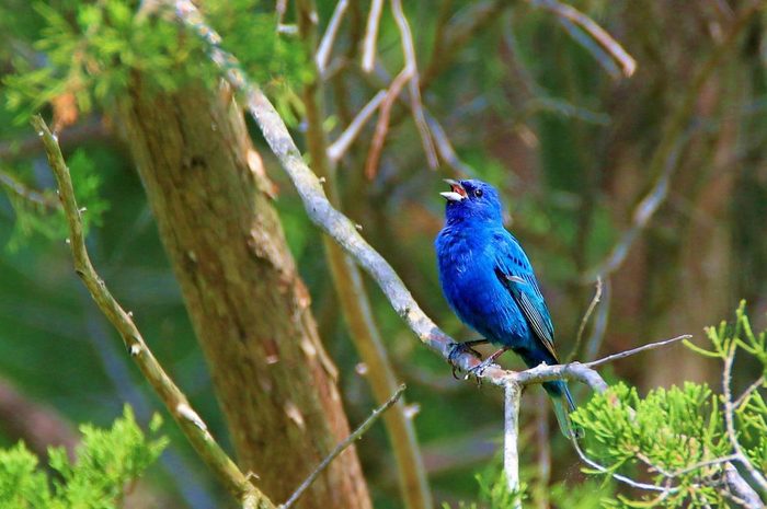 Male indigo bunting