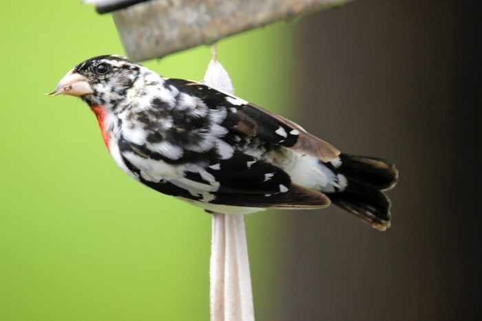 leucistic grosbeak