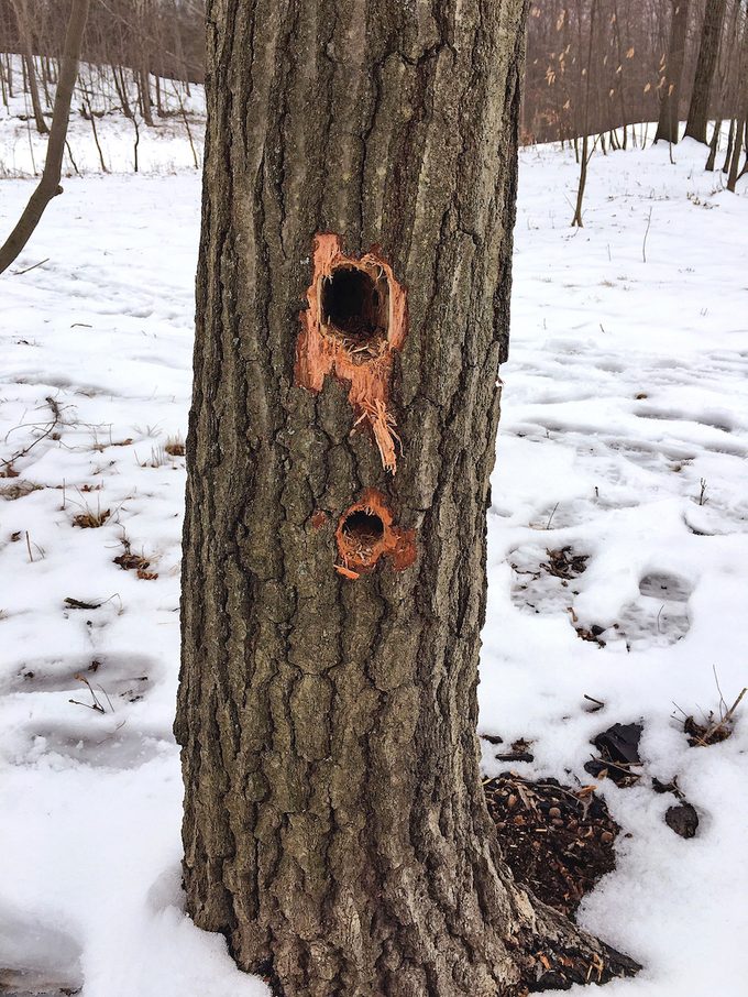 why do woodpeckers peck and how to get rid of them