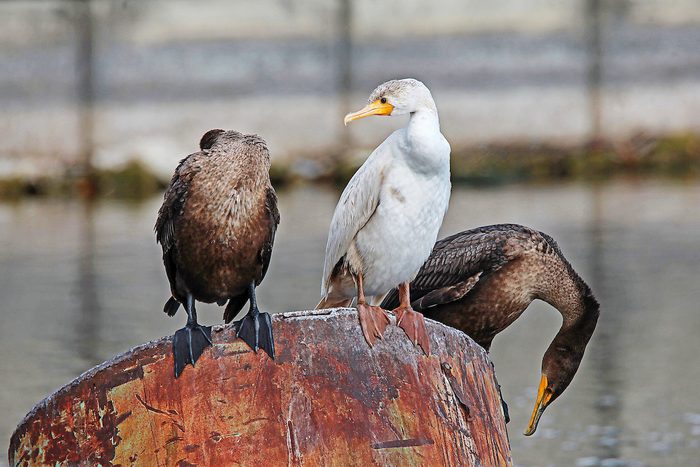 leucistic cormorant