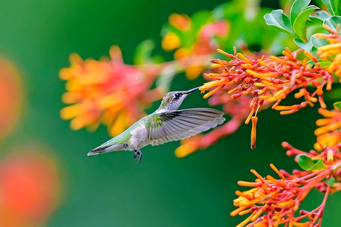 ruby throated hummingbird