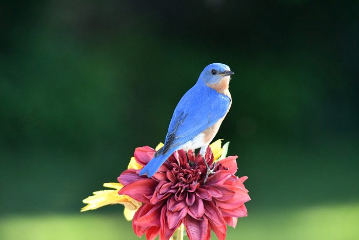 eastern bluebird