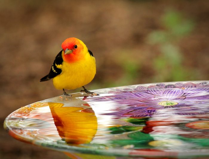 western tanager