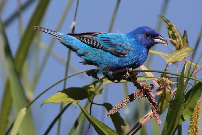 indigo bunting