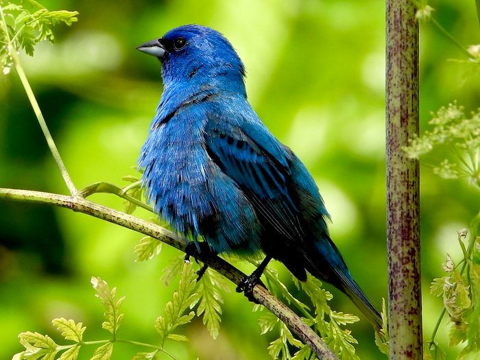 indigo bunting