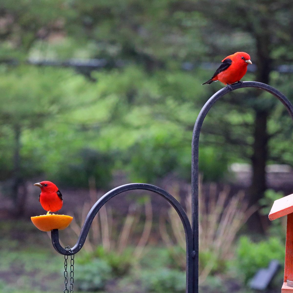 scarlet tanager Rodger Boehm Bnb Bypc2020