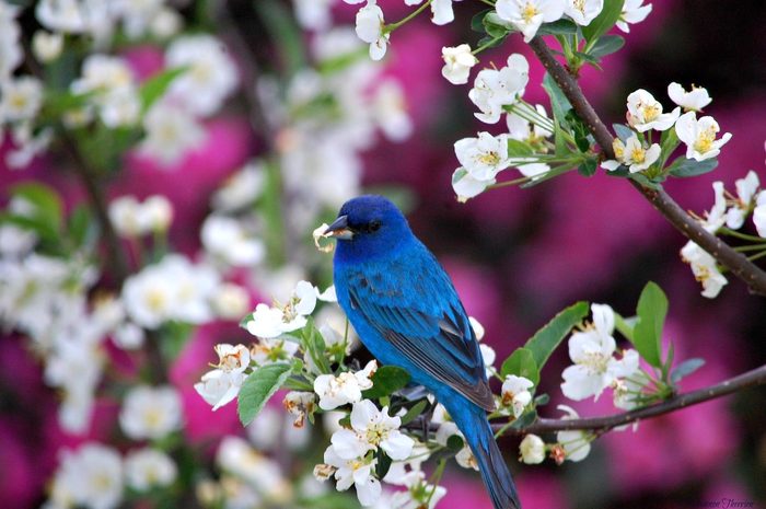 indigo bunting on spring branch