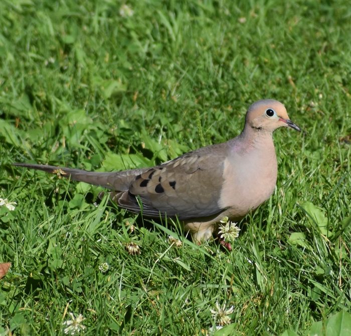 mourning dove