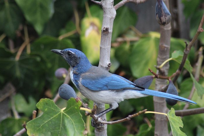 california scrub-jay