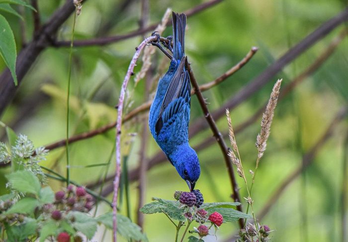 indigo bunting