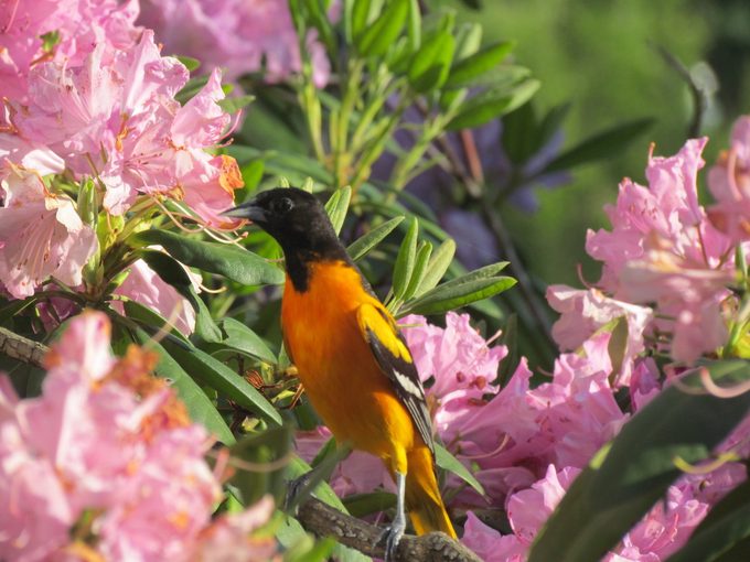 Baltimore oriole