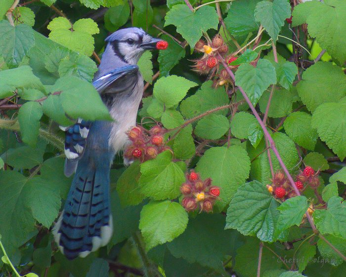 blue jay