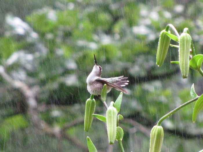 hummingbird