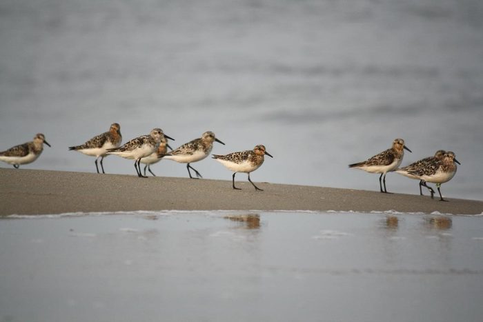 sandpipers, summer birds