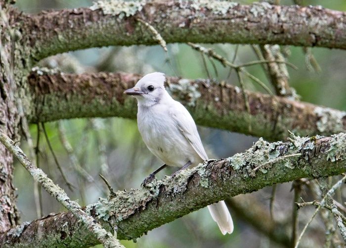 leucistic blue jay