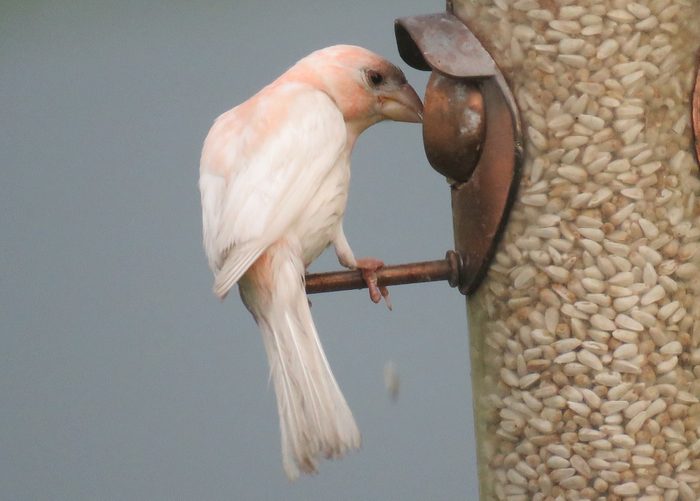 leucistic grosbeak