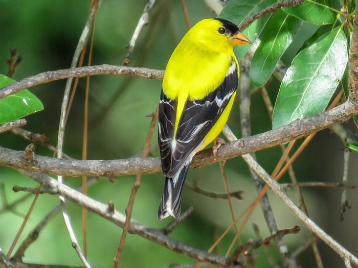american goldfinch