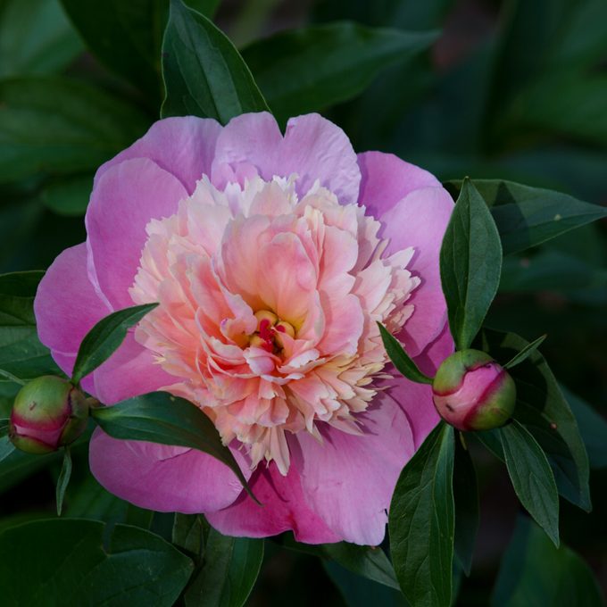 peony, deer resistant plants