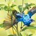 20 Inspiring Pictures of Indigo Buntings