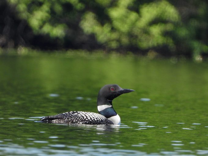 common loon, bird of the year
